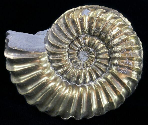 Pyritized Pleuroceras Ammonite - Germany #60273